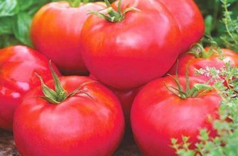 มะเขือเทศสุก