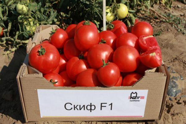 มะเขือเทศสกิฟ