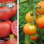 graines de tomates