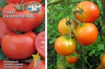 Hạt giống cà chua