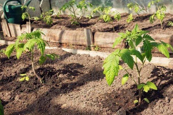 ต้นกล้ามะเขือเทศ