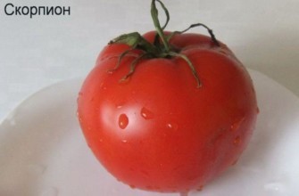 มะเขือเทศแมงป่อง