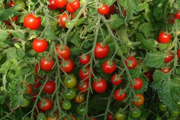 มะเขือเทศเชอร์รี่