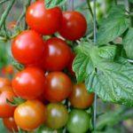 มะเขือเทศลูกเล็ก