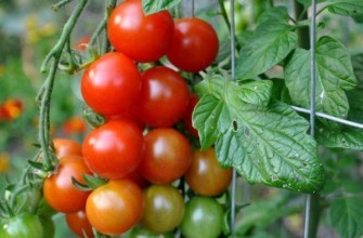 มะเขือเทศลูกเล็ก