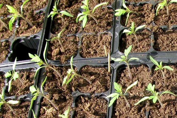 ภาชนะใส่ต้นกล้า