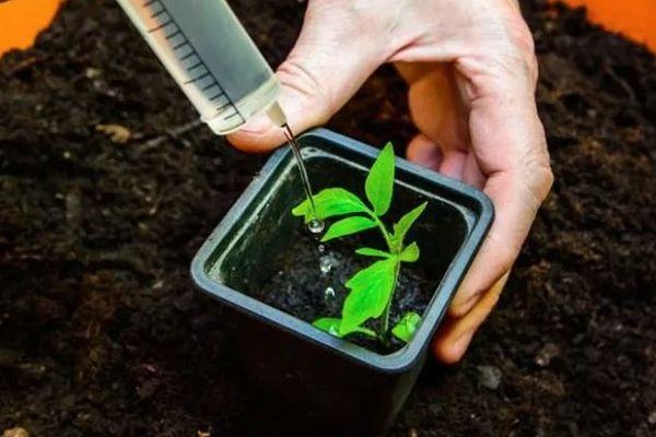 การรดน้ำต้นกล้า