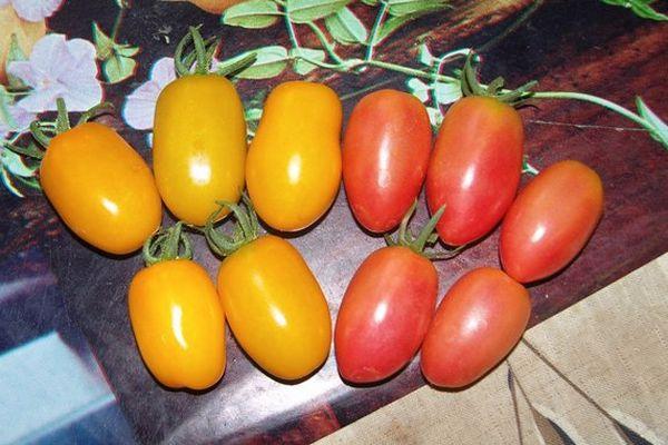 มะเขือเทศผลยาว