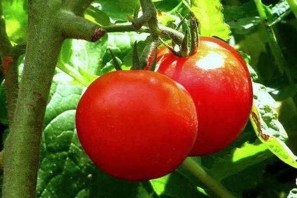 มะเขือเทศสองลูก