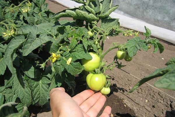 Cultiver des tomates