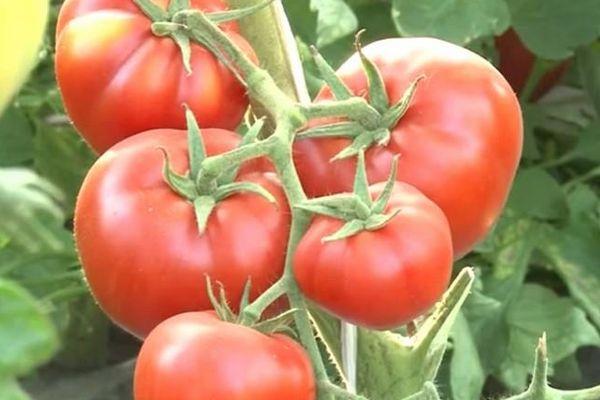 Une branche avec des tomates