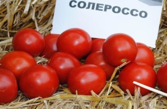 มะเขือเทศโซเลโรสโซ