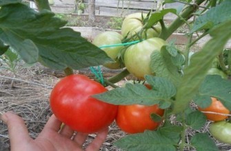 มะเขือเทศลูกผสม