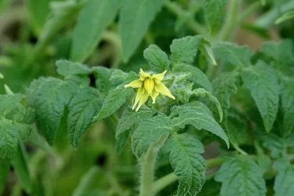 ดอกมะเขือเทศ