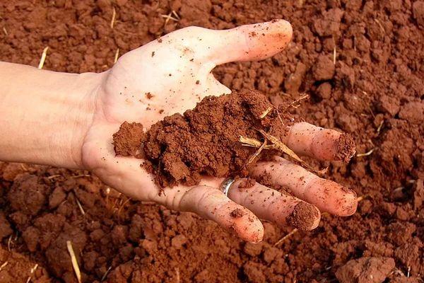 การเตรียมดิน