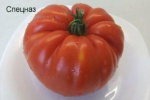 คำอธิบายเกี่ยวกับมะเขือเทศ Spetsnaz และกฎสำหรับการปลูกต้นกล้า