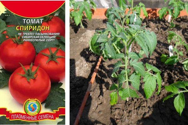 มะเขือเทศสไปริดอน