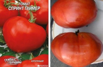 มะเขือเทศผลใหญ่