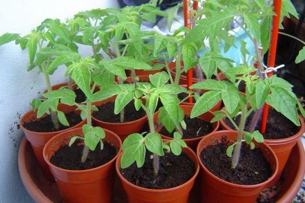 กระถางพร้อมต้นกล้า