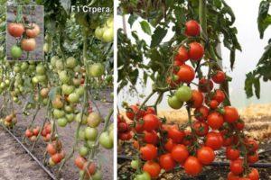 Description de la tomate Strega à gros fruits et à maturation précoce et de ses caractéristiques de croissance