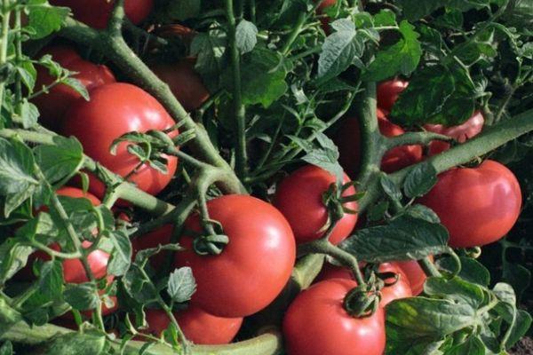 ต้นมะเขือเทศ