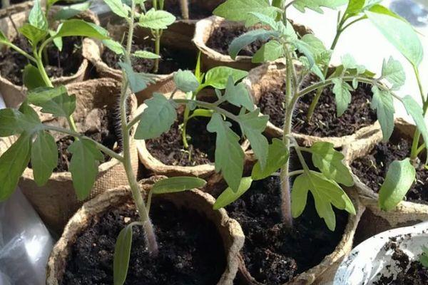 Conteneurs avec semis