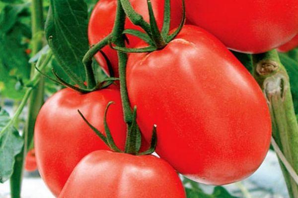 Tomates à fruits longs