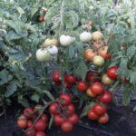 มะเขือเทศซุปเปอร์ไพรซ์