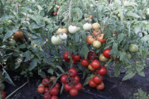 Une brève description de la tomate hybride Superprize F1 et comment la cultiver sur votre parcelle