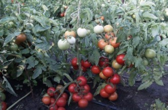 มะเขือเทศซุปเปอร์ไพรซ์