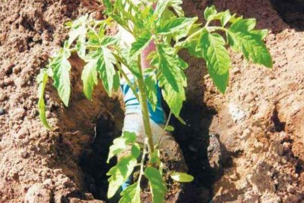 การปลูกมะเขือเทศ