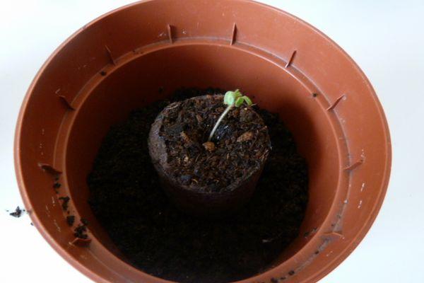 ต้นกล้ามะเขือเทศ