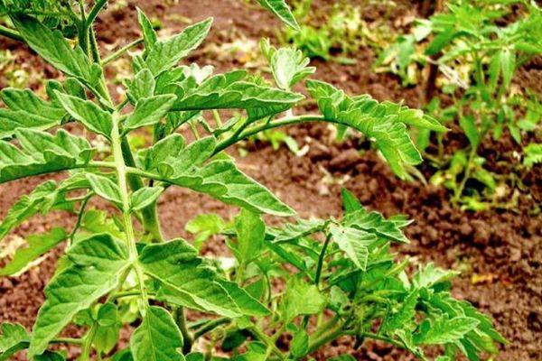 ถั่วงอกมะเขือเทศ