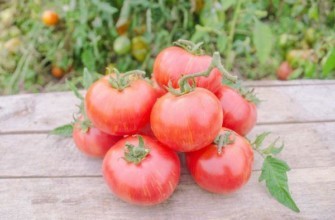 มะเขือเทศไทส์