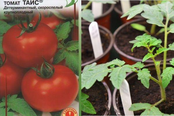 เมล็ดมะเขือเทศ