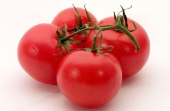 มะเขือเทศทันย่า