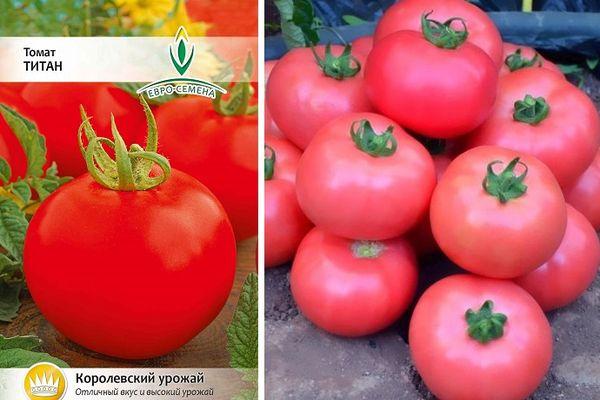 เมล็ดพันธุ์และมะเขือเทศ