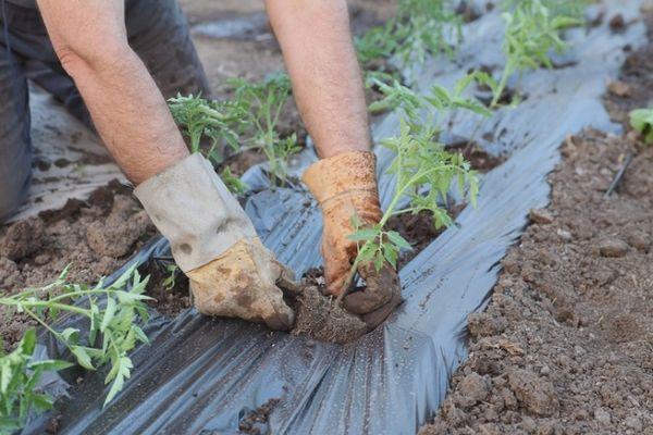 Planter des tomates