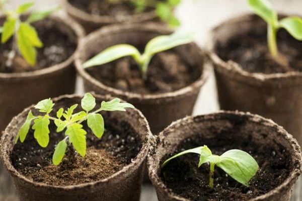 Pots avec semis