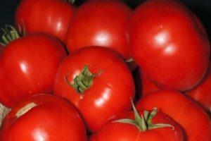 Description de la tomate hybride Tmag 666 f1 et culture en pleine terre