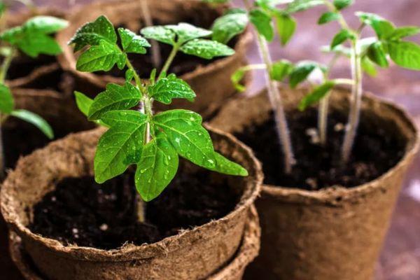 Conteneurs avec semis