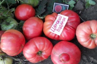 มะเขือเทศขนาดใหญ่