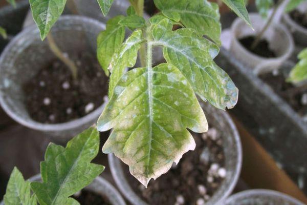 โรคของมะเขือเทศ