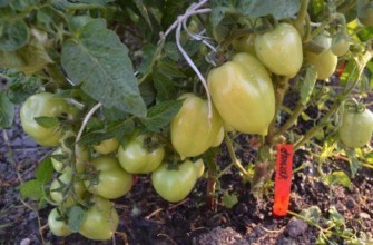 มะเขือเทศสำหรับเจ้าชู้