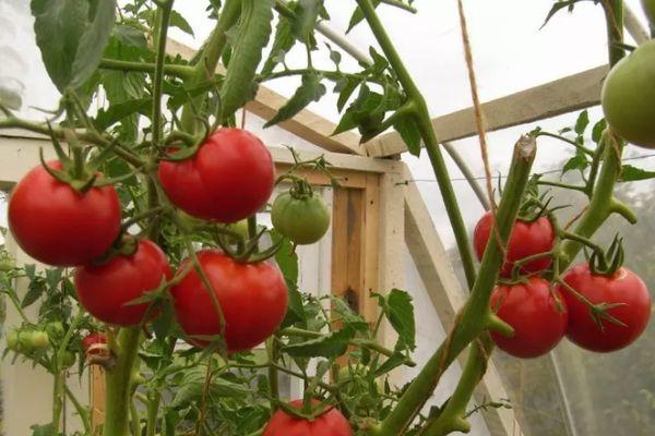 Tomates en serre
