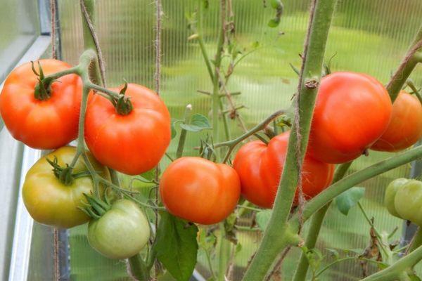 Buissons de tomates