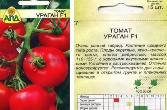 มะเขือเทศเฮอริเคน