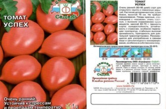 ลักษณะของมะเขือเทศ