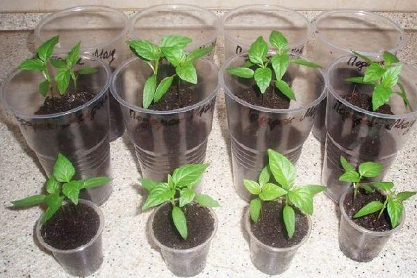 การเด็ดมะเขือเทศ