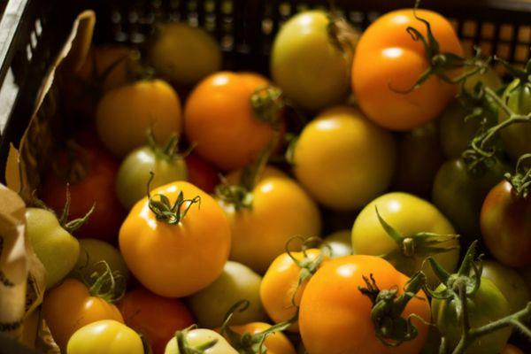 กล่องมะเขือเทศ